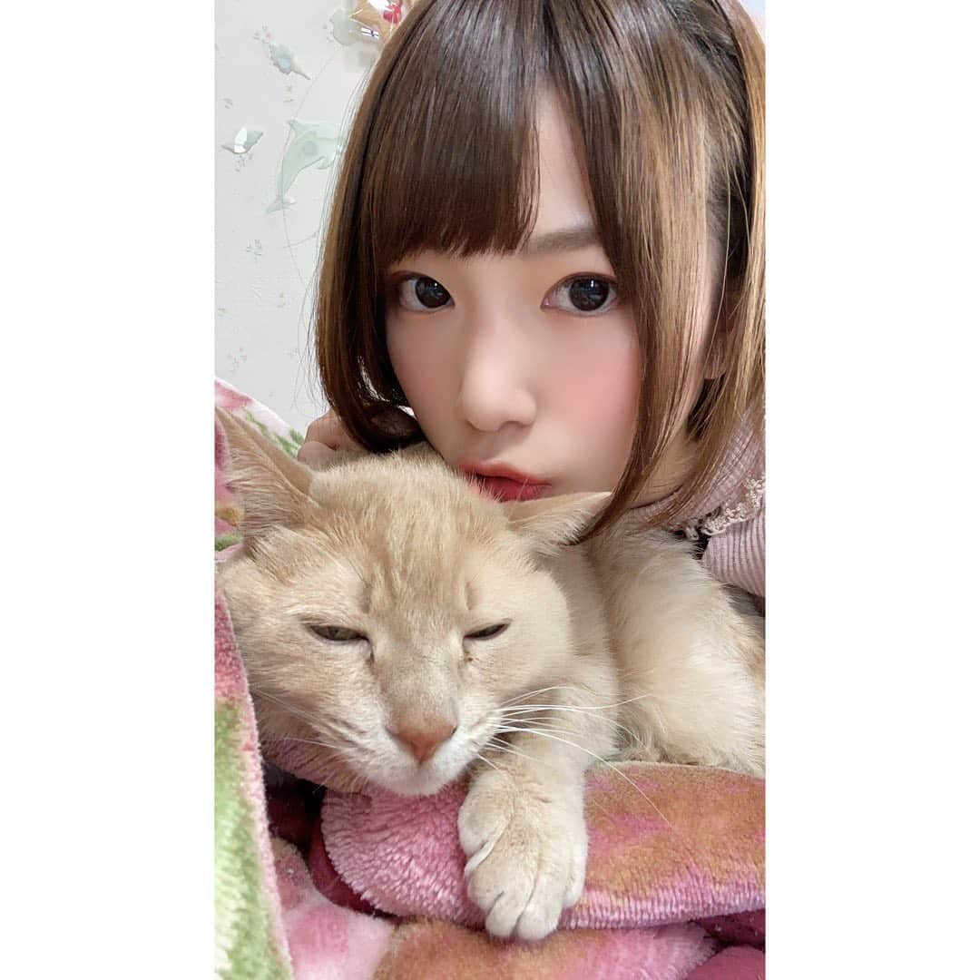 村上りいなさんのインスタグラム写真 - (村上りいなInstagram)「ねぼすけいました💕  #cat #cute #love #family #猫のいる暮らし  #猫　#ねこすたぐらむ」12月28日 15時50分 - riina_murakami