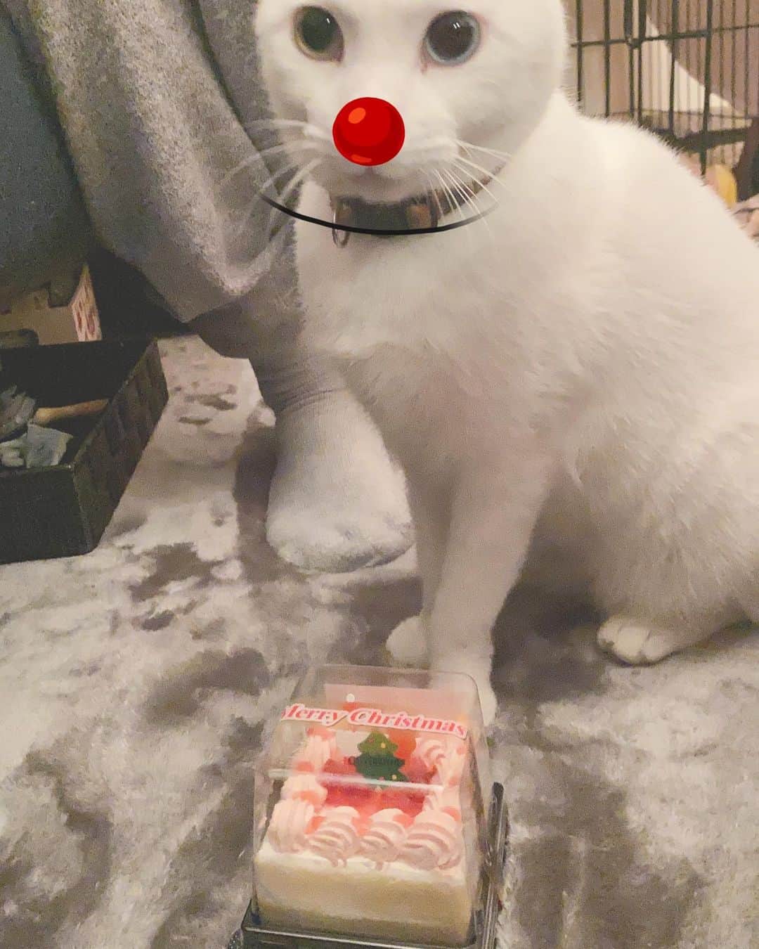 FashionDreamer Dさんのインスタグラム写真 - (FashionDreamer DInstagram)「Christmas party with my family (*´˘`*) (This cake is okay for #cats to eat.) #catlife #RescueCAT #保護猫と暮らす」12月28日 15時49分 - d_japanese