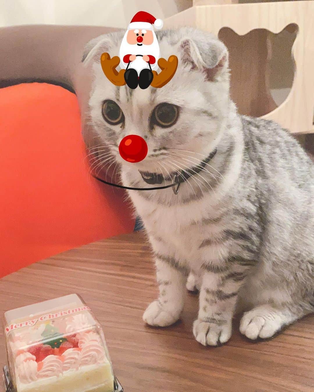 FashionDreamer Dのインスタグラム：「Christmas party with my family (*´˘`*) (This cake is okay for #cats to eat.) #catlife #RescueCAT #保護猫と暮らす」