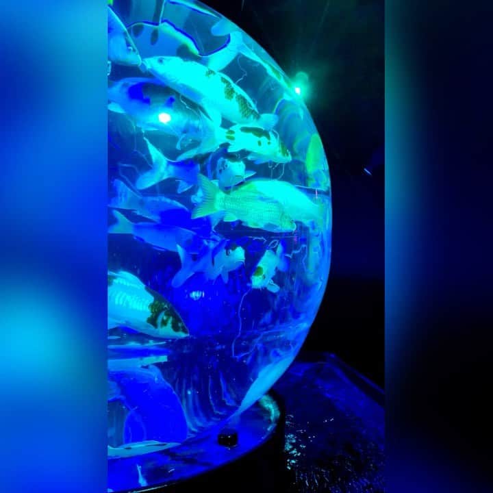 のインスタグラム：「#アートアクアリウム美術館 ✨✨✨  #japan #日本 #tokyo #東京 #日本橋 #アートアクアリウム #goldfish #金魚 #金魚のいる暮らし  #金魚鑑賞 #錦鯉 #錦鯉のいる暮らし  #錦鯉鑑賞 #fantastic #幻想的 #癒し #癒される #癒される時間  #thx❤︎」