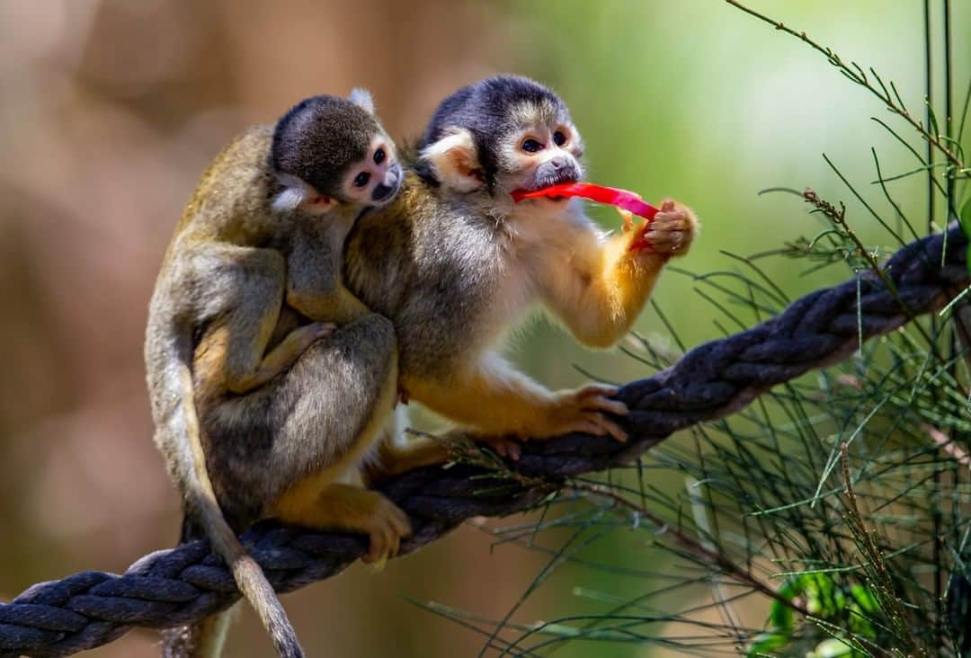 タロンガ動物園さんのインスタグラム写真 - (タロンガ動物園Instagram)「Kids on your back to plan a visit to the zoo?  When you do, be sure to stop in and see if you can spot one of our adorable Bolivian Squirrel Monkey babies 🥰  Book you tix and plan your adventure online via our link in bio!   #forthewild」12月28日 16時00分 - tarongazoo