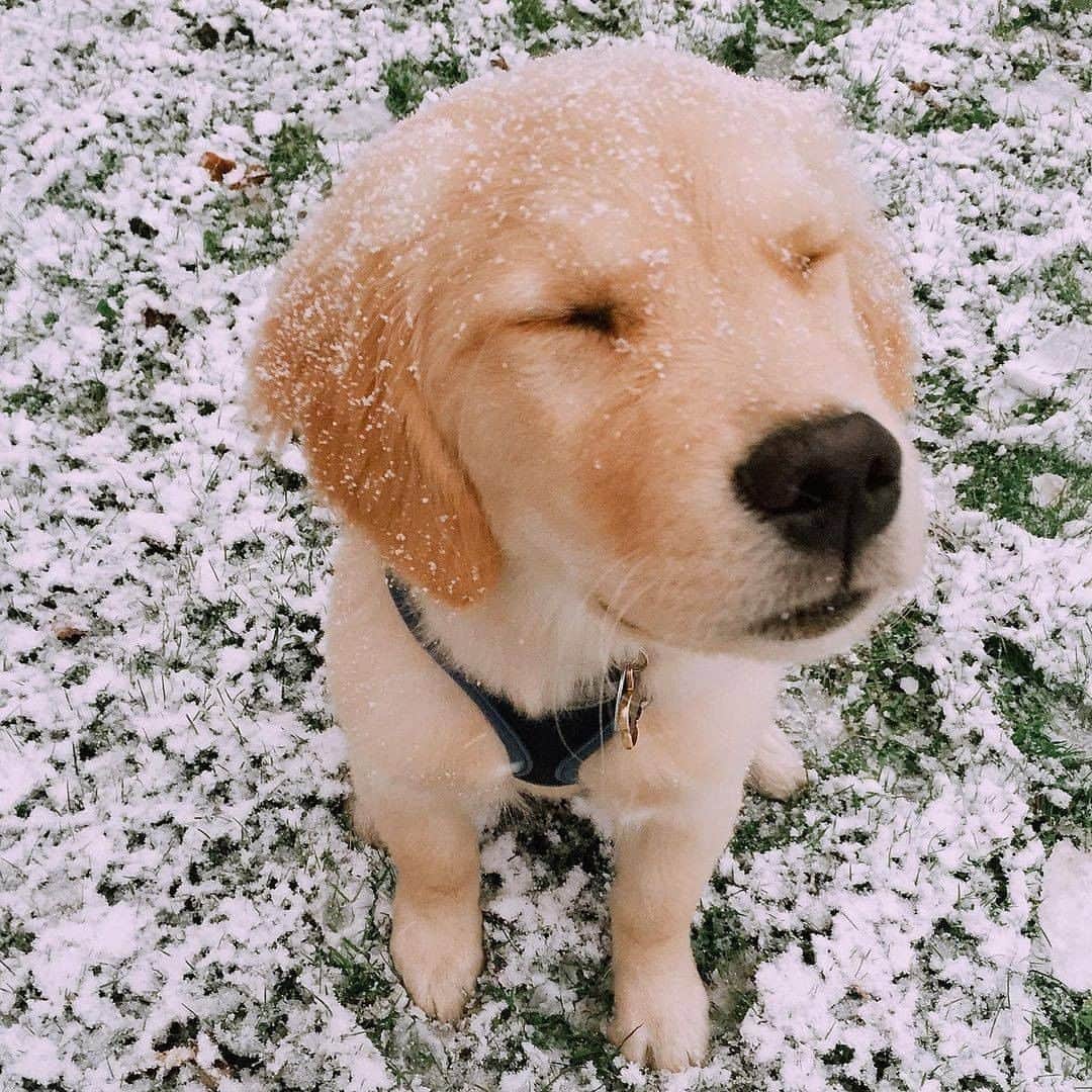 8crapさんのインスタグラム写真 - (8crapInstagram)「“puppy’s first snow” - 📷 @goldenloutriever - #barked #dog #doggo #puppy #pupper #GoldenRetriever #GoldenRetrieverPuppy」12月28日 16時01分 - barked