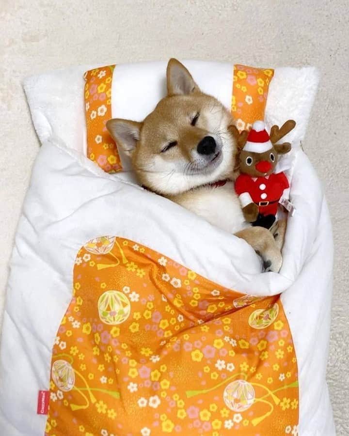 9GAGさんのインスタグラム写真 - (9GAGInstagram)「Must sleep with my plushies💓 📸 @mirimogu - #shibainu #柴犬 #9gag」12月28日 16時13分 - 9gag