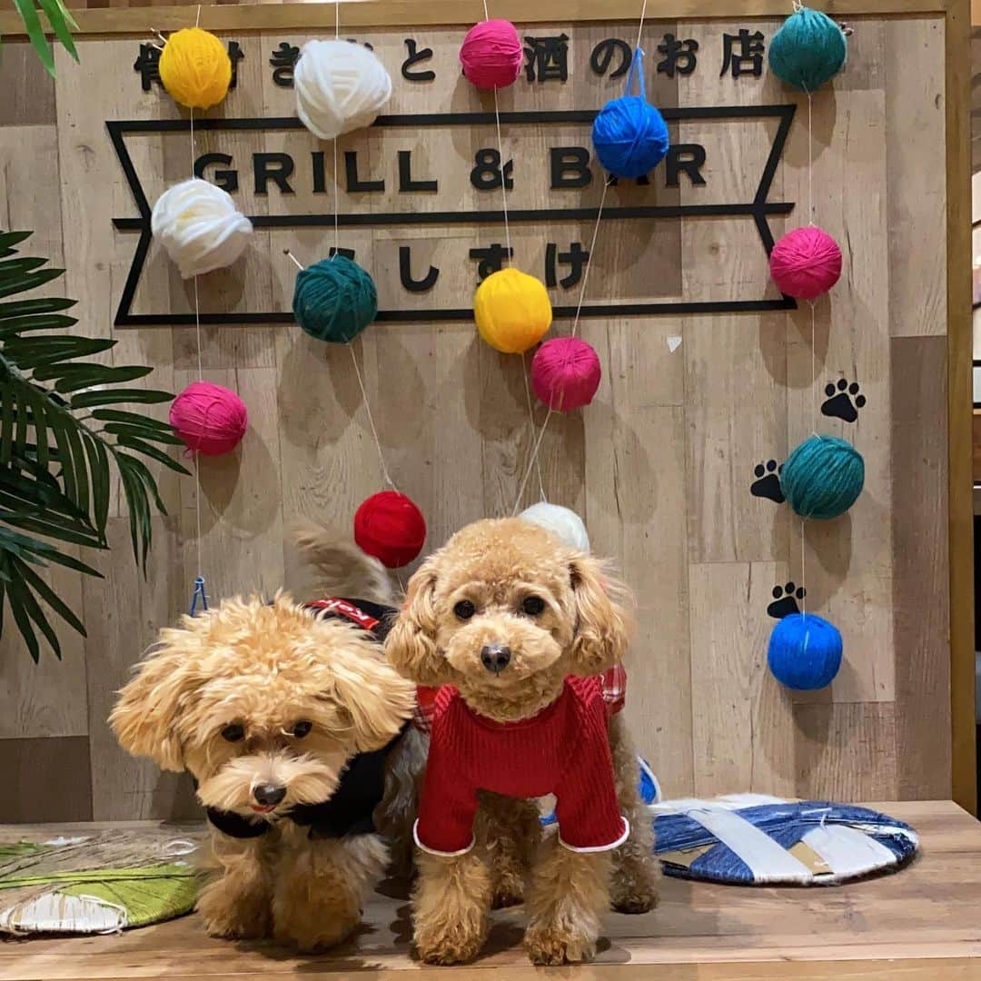 竹内渉さんのインスタグラム写真 - (竹内渉Instagram)「お誕生日が1か月半違いのこはだちゃんとうちのくららと1才の真ん中バースデー🥰🎂 そしてくららは男の子わんちゃんと初デートでした🥰❤️ こはだちゃんがパワフルで途中でくららはひよっていたけど💦一緒に遊びたい気持ちはあるみたいだからよかった😍また次のデートが楽しみだぁ🥰✨ 最後の写真カップル感満載でお気に入り💗 #トイプードル女の子  #まるぷー連合  #わんすたぐらむ  #犬バカ部」12月28日 16時29分 - ayumu_takeuchi