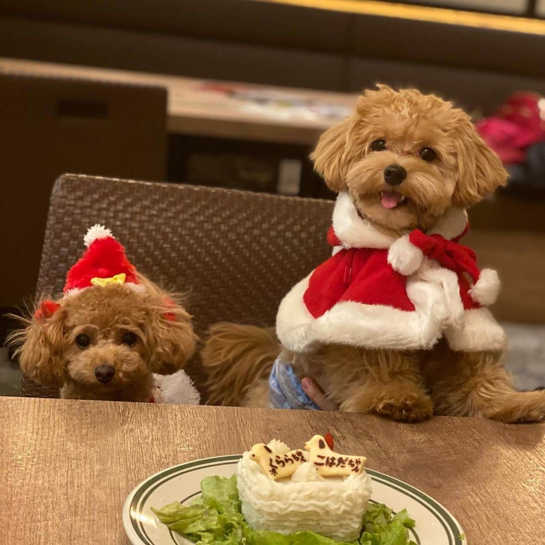 竹内渉さんのインスタグラム写真 - (竹内渉Instagram)「お誕生日が1か月半違いのこはだちゃんとうちのくららと1才の真ん中バースデー🥰🎂 そしてくららは男の子わんちゃんと初デートでした🥰❤️ こはだちゃんがパワフルで途中でくららはひよっていたけど💦一緒に遊びたい気持ちはあるみたいだからよかった😍また次のデートが楽しみだぁ🥰✨ 最後の写真カップル感満載でお気に入り💗 #トイプードル女の子  #まるぷー連合  #わんすたぐらむ  #犬バカ部」12月28日 16時29分 - ayumu_takeuchi