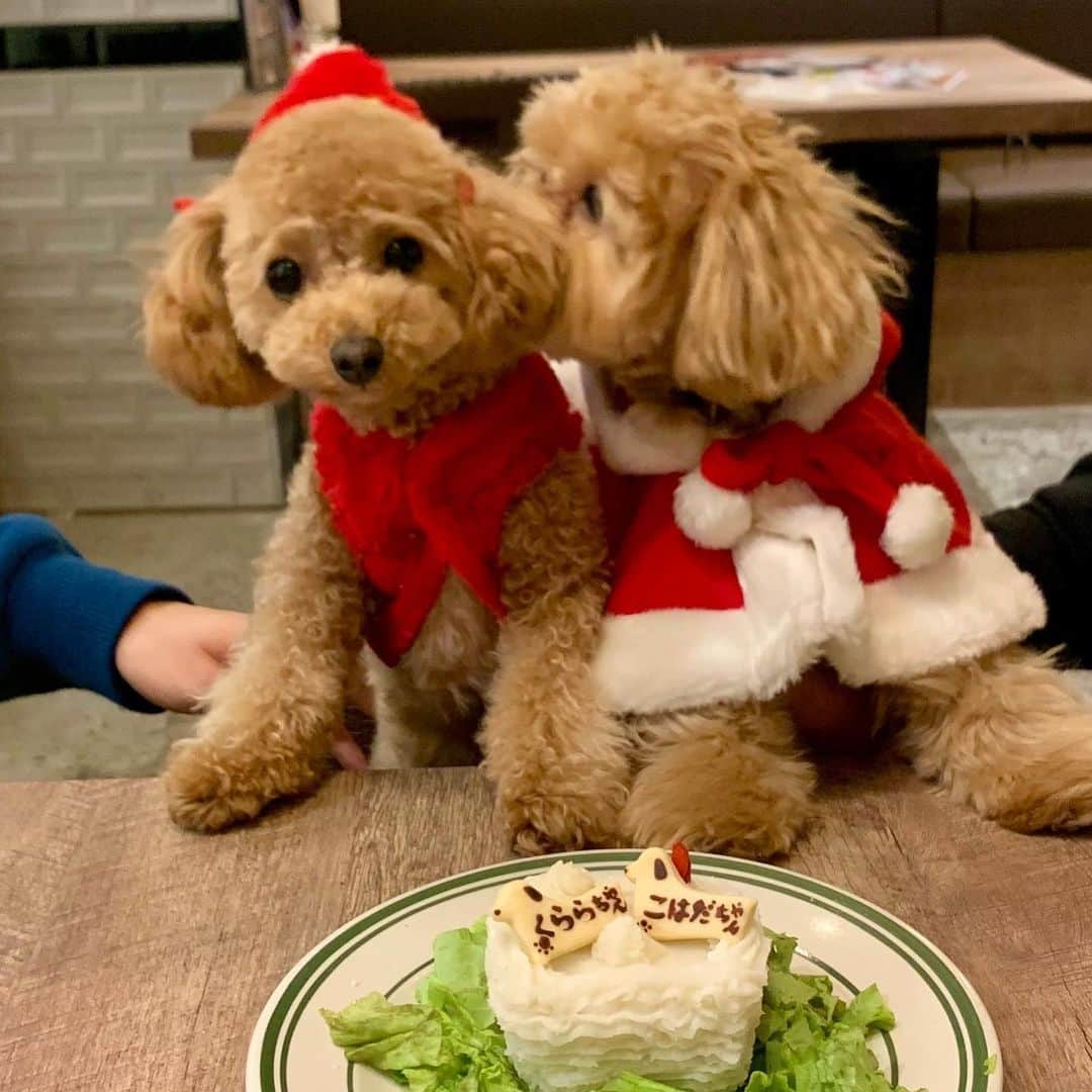 のインスタグラム：「お誕生日が1か月半違いのこはだちゃんとうちのくららと1才の真ん中バースデー🥰🎂 そしてくららは男の子わんちゃんと初デートでした🥰❤️ こはだちゃんがパワフルで途中でくららはひよっていたけど💦一緒に遊びたい気持ちはあるみたいだからよかった😍また次のデートが楽しみだぁ🥰✨ 最後の写真カップル感満載でお気に入り💗 #トイプードル女の子  #まるぷー連合  #わんすたぐらむ  #犬バカ部」
