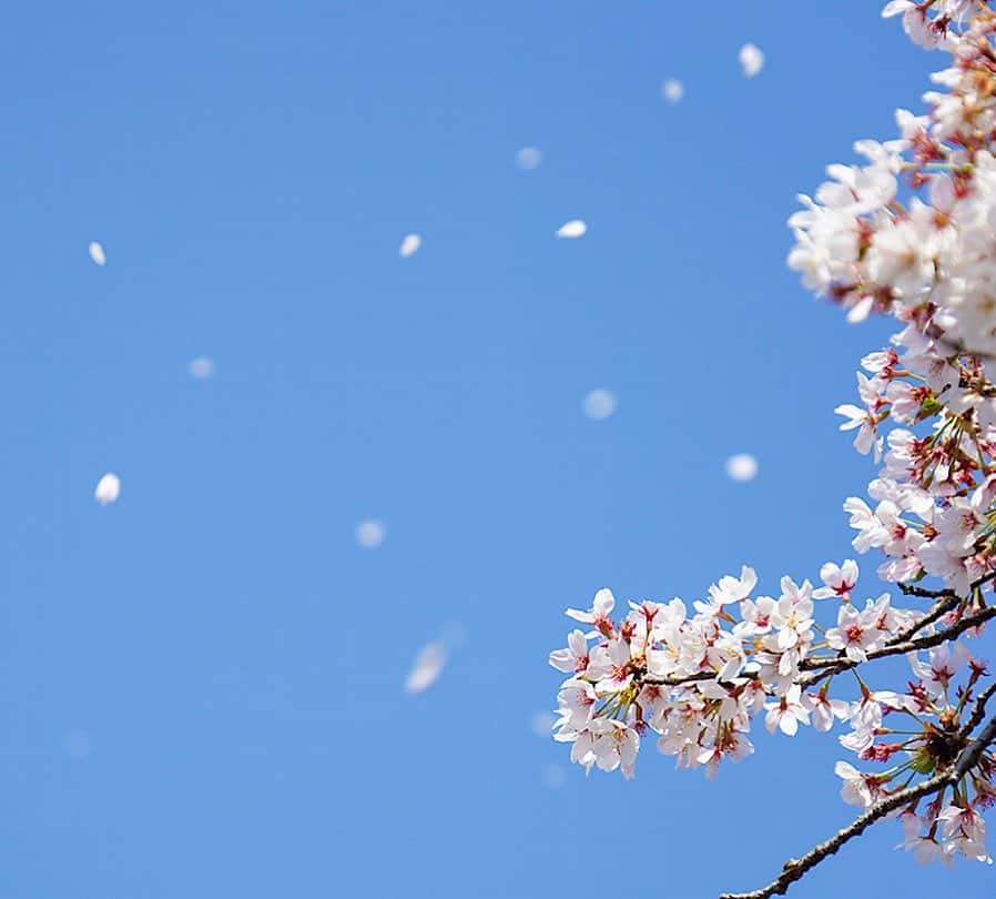 生活の木 Tree of life 【公式Instagram】さんのインスタグラム写真 - (生活の木 Tree of life 【公式Instagram】Instagram)「桜。 それは、私たち日本人にとって 希望の象徴とも言えるでしょう。 春の訪れ、喜び、集い。 寒い季節を耐え抜いた先に見える、光のような。 ㅤㅤㅤㅤㅤㅤ いつもとは違う年末年始となりますが、 いつも心に春の希望を。 ㅤㅤㅤㅤㅤㅤ 2020年、生活の木をご愛顧いただき ありがとうございました。 また来年、少しでも皆さまのお役に立ち やさしく寄り添う存在でありたいと願います。 ㅤㅤㅤㅤㅤㅤ 皆さまにとって 健やかで、穏やかな年越しとなりますように。  #年末のご挨拶  #よいお年を  #また来年も #よろしくお願い致します  #桜 #さくら #晴れやかな日々を願って #自然 #健康 #楽しさ  #ハーブ #アロマ #アロマテラピー  #青空 #花 #希望 #自然と暮らす  #ウェルネス #ウェルビーイング #生活の木」12月28日 16時46分 - treeoflife_official