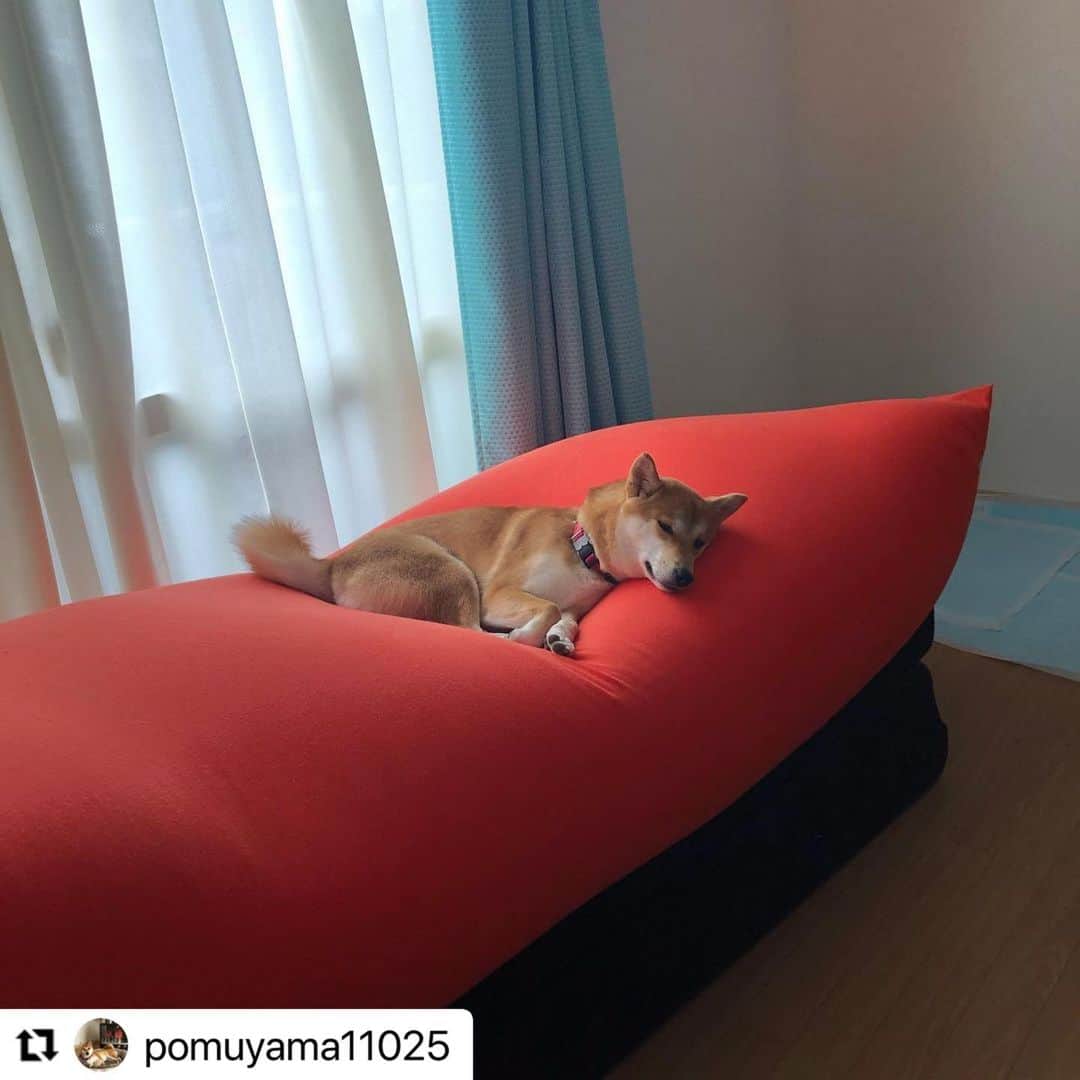 【公式】いぬのきもち・ねこのきもちのインスタグラム：「#Repost @pomuyama11025 さんのポムちゃん。  くせになっちゃう 心地よさ って、あるよね☺️💕  ハッシュタグ #いぬのきもち #ねこのきもち に投稿いただいた可愛い写真をご紹介しています！ 「いぬのきもちWEB　MAGAZINE」、「ねこのきもちWEB MAGAZINE」でもご紹介させていただくことも！ -------------------   .  #いぬ #いぬすたぐらむ #いぬのいる暮らし #いぬのきもち #いぬ好き #犬 #犬好きさんと繋がりたい #犬のいる生活 #犬と暮らす #犬好き #dog #dogsofinstagram #dogstagram  #柴犬」
