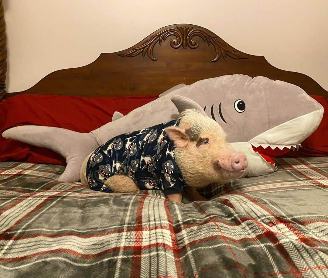 Priscilla and Poppletonさんのインスタグラム写真 - (Priscilla and PoppletonInstagram)「Silly Pop said since Christmas in July is a thing, he is making Shark Week in December a thing. He put on his shark jammies and is snuggling with the shark Santa brought us. He is so happy!🐷❤️🦈#itsthelittlethings #sharkweekindecember #SillyPop #PrissyandPop」12月28日 22時46分 - prissy_pig