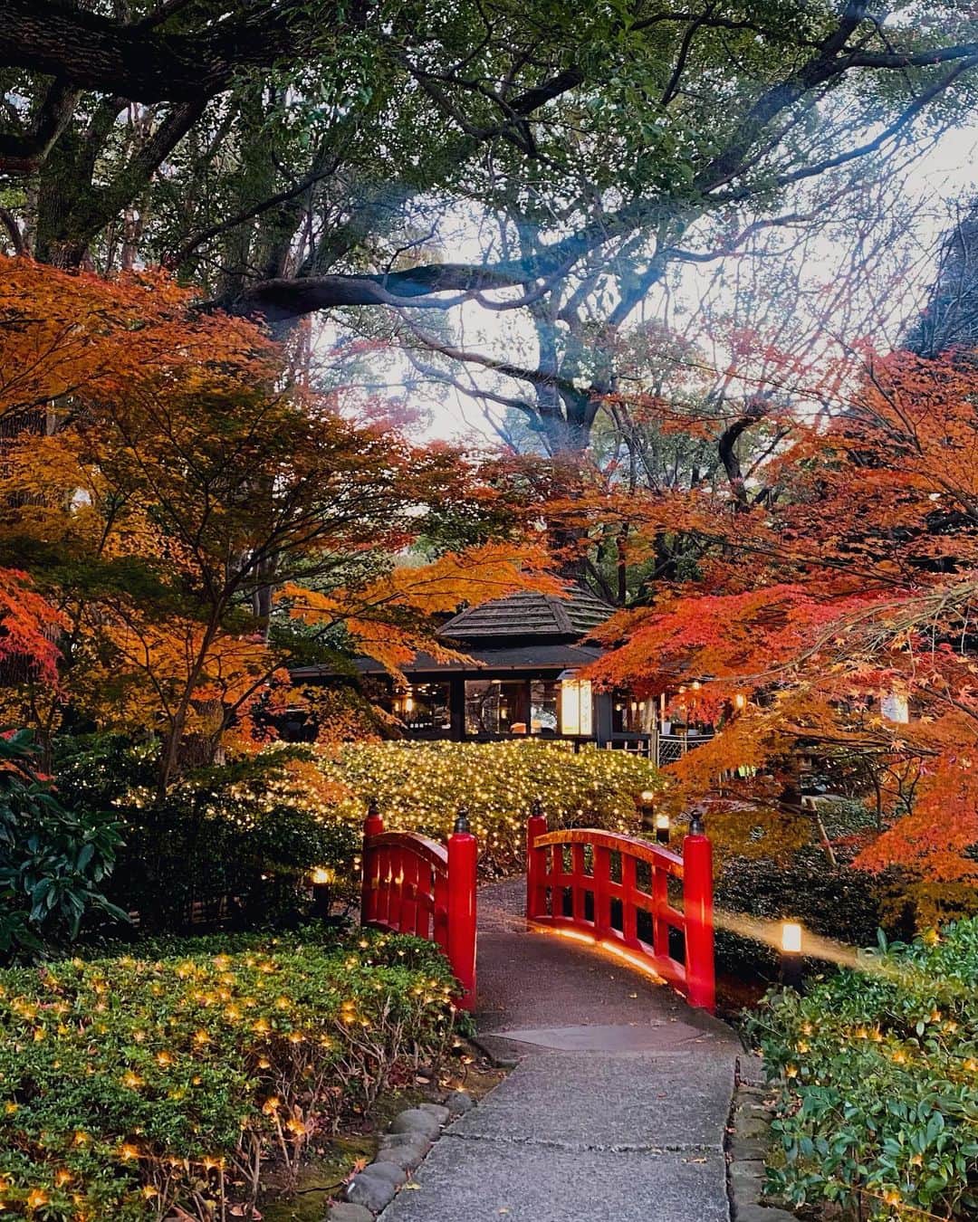ホテル ニューオータニさんのインスタグラム写真 - (ホテル ニューオータニInstagram)「本日の日本庭園📸 美しい紅葉は今週末までお楽しみいただけます。 ﻿ Last chance to see the peak colors on a fall foliage🍁 #FutureTravelGuide #forbestravelguide #thepreferredlife」12月28日 17時24分 - hotelnewotanitokyo