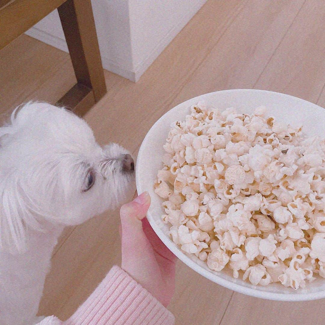 浅倉樹々さんのインスタグラム写真 - (浅倉樹々Instagram)「. ﻿ ﻿ 大好きなマイクポップコーン🍿﻿ ﻿ &﻿ ﻿ 興味津々な琥珀⚪️﻿ ﻿ #tsubaki_factory #つばきファクトリー #idol #浅倉樹々﻿ #愛犬 #チワワ #マルチーズ #チワマル #ポップコーン ﻿ ﻿」12月28日 17時28分 - kiki_asakura.official