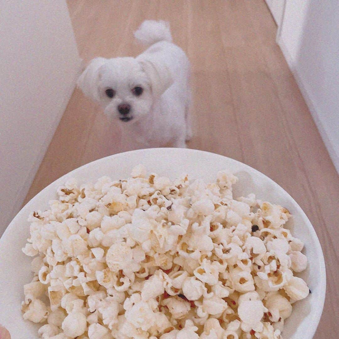 浅倉樹々さんのインスタグラム写真 - (浅倉樹々Instagram)「. ﻿ ﻿ 大好きなマイクポップコーン🍿﻿ ﻿ &﻿ ﻿ 興味津々な琥珀⚪️﻿ ﻿ #tsubaki_factory #つばきファクトリー #idol #浅倉樹々﻿ #愛犬 #チワワ #マルチーズ #チワマル #ポップコーン ﻿ ﻿」12月28日 17時28分 - kiki_asakura.official