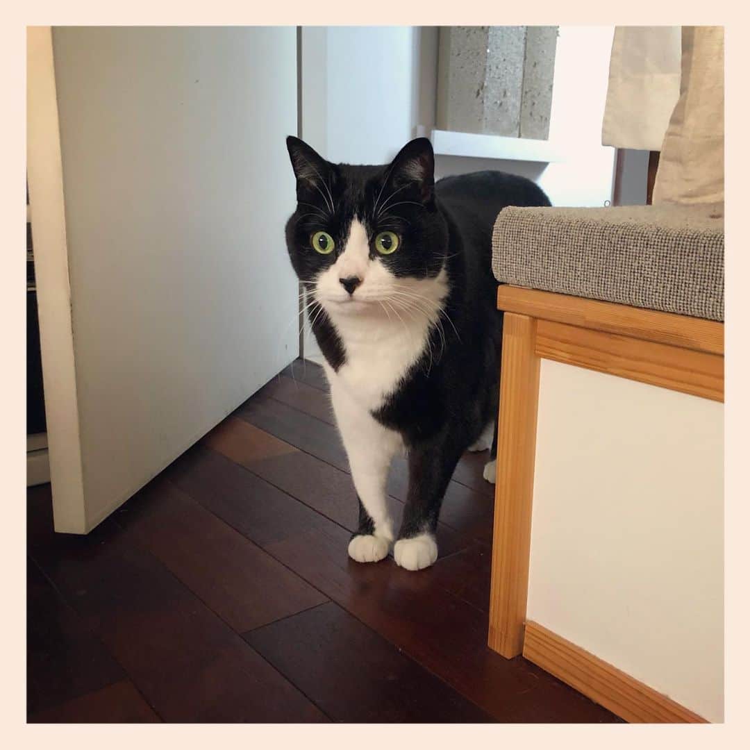 パンといっぴきのインスタグラム：「#元保護猫 #ハチワレ #白黒猫 #blackandwhitecat #tuxedocat」