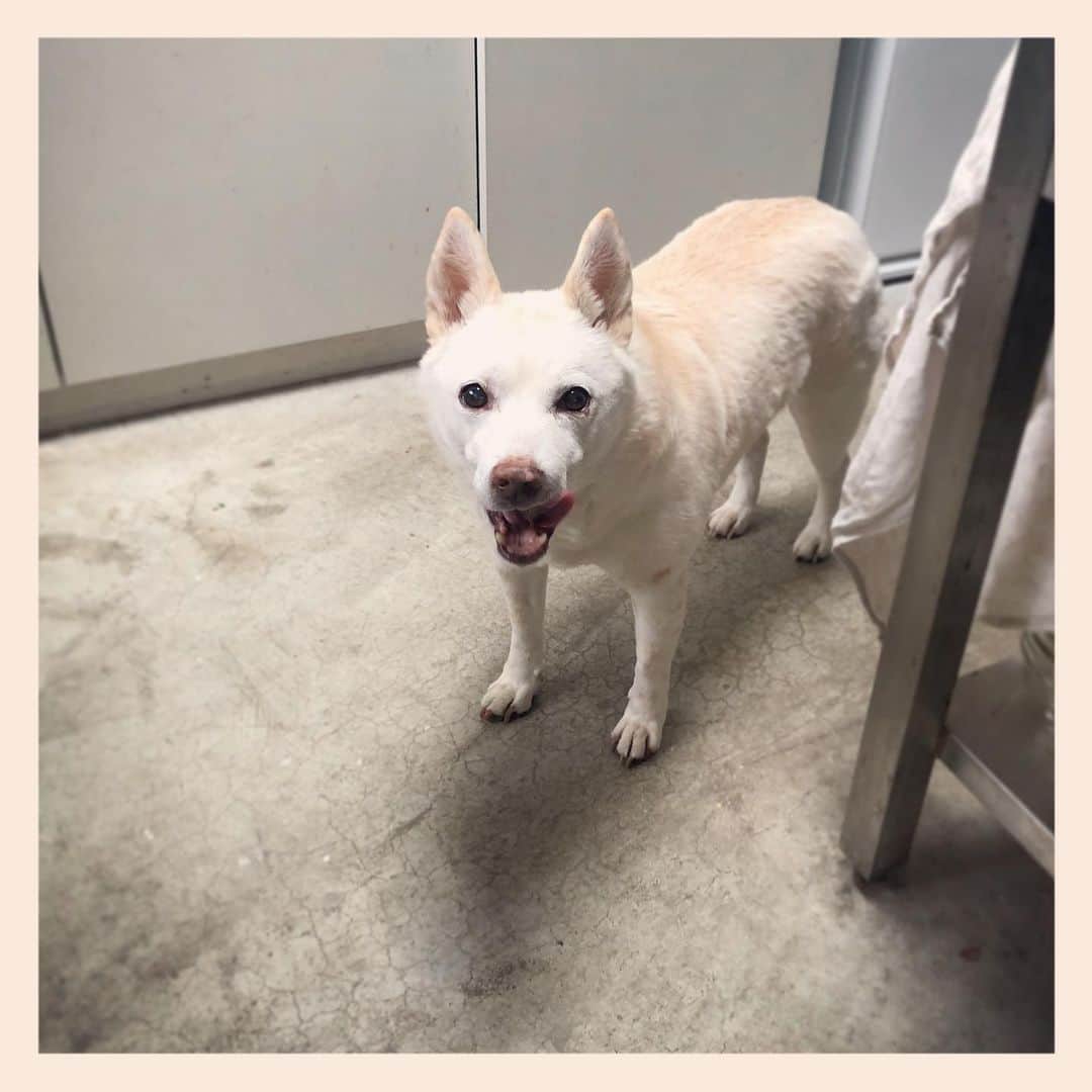 パンといっぴきのインスタグラム：「#元保護犬 #雑種犬 #crossbreed #mixdog #キップル14歳」