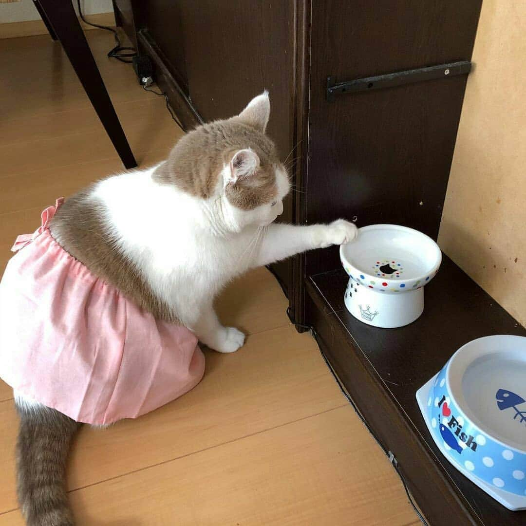 猫壱（ねこいち•ネコイチ）のインスタグラム