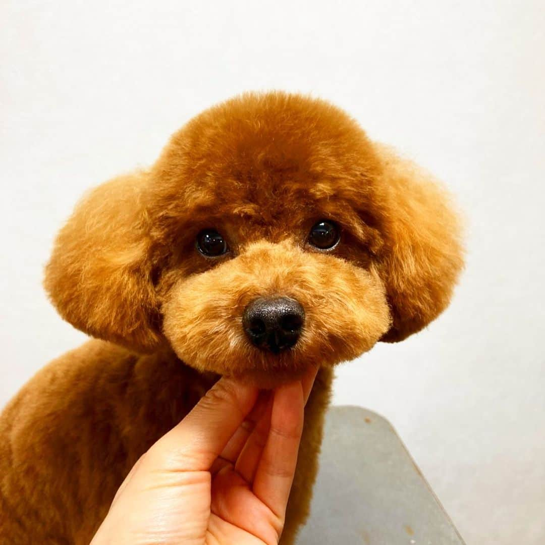 doghug (ドッグハグ) 豊洲本店のインスタグラム：「目周りをスッキリカットして可愛いおメメがよく見えるように💕  #BLISS#bliss#豊洲#広尾#恵比寿#表参道#渋谷#仔犬#子犬#プードル#ふわもこ部#ワンコなしでは生きていけません会#犬バカ部#もふもふ#トリマー#トリミングサロン#トリミング#グルーミング#トイプードル#トイプー#テディベアカット」