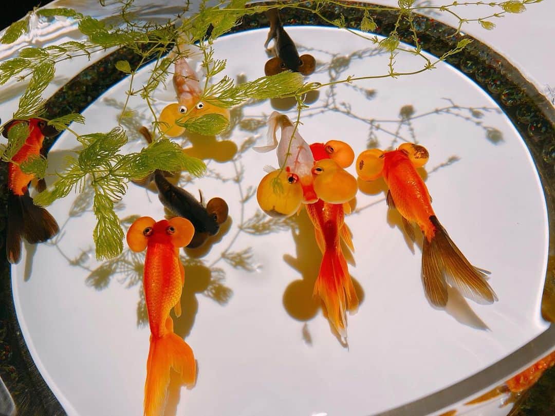 七海さんのインスタグラム写真 - (七海Instagram)「#水砲眼 と #蘭鋳 が好き。 ・ ・ #金魚 #スイホウガン #ランチュウ #アートアクアリウム #artaquarium」12月28日 18時04分 - nanami_bwmg