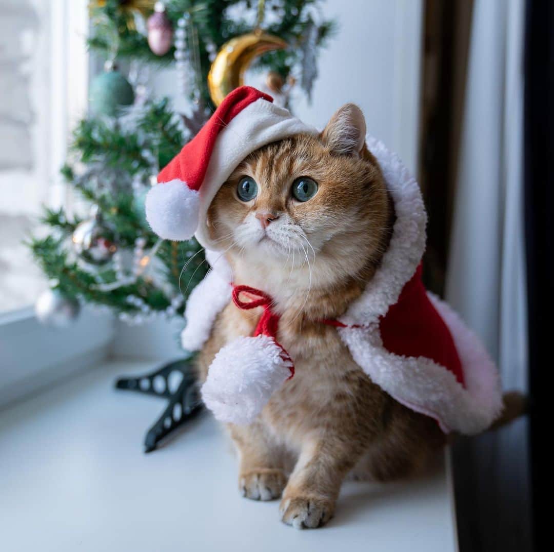 Hosicoさんのインスタグラム写真 - (HosicoInstagram)「I'm Santa Meows! 🎅🏻」12月28日 18時06分 - hosico_cat