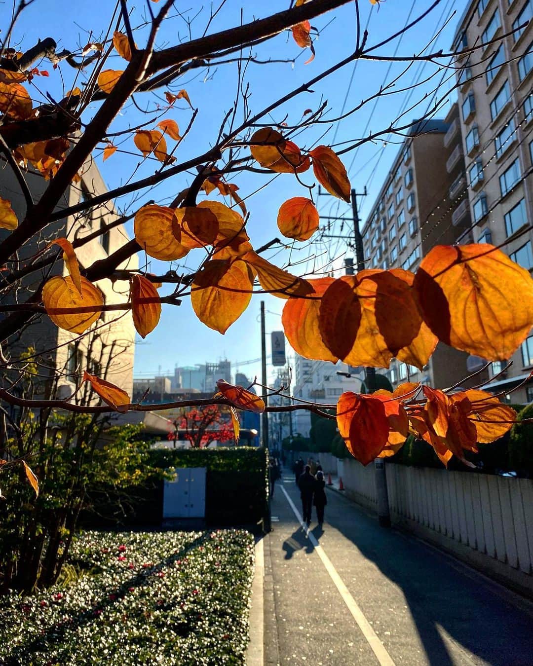 宍戸開さんのインスタグラム写真 - (宍戸開Instagram)「#streetphotography #storyofthestreet #streetoftokyo #streetcinematography #kaishishido #iphone11pro #photography #photographer #photooftheday」12月28日 18時09分 - kaishishido