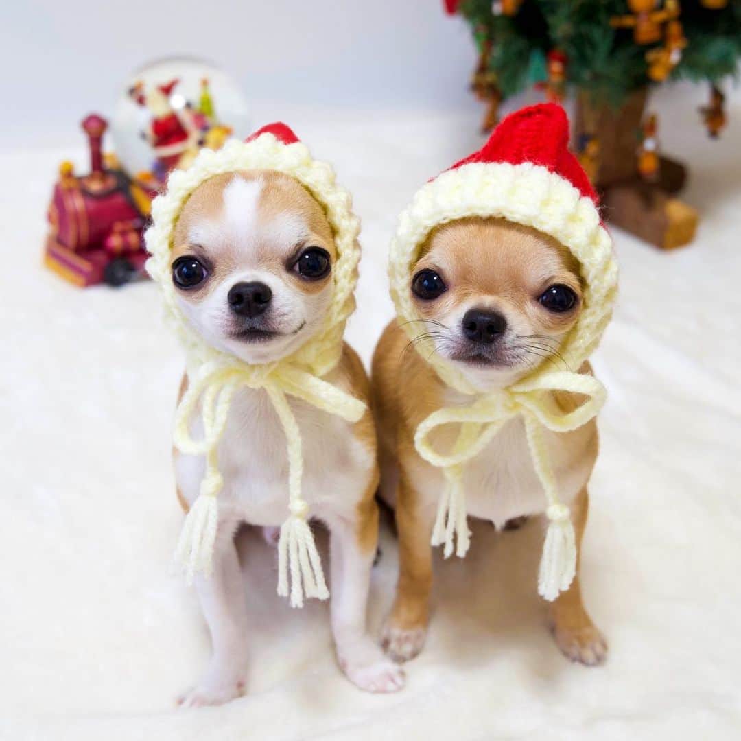 Kiyoのインスタグラム：「♔ Miko ♔ Miké ♔ もうとっくにクリスマスも終わりましたが ハイホーハット姿のミケとミコを 投稿させてください😂 ♔ ハイホーハットは @maika_kikitoyjiji さんオリジナルです❤️ ♔ #puppy#puppies#puppiesofinstagram#dog#dogs#dogsofinstagram#dogstagram#doglover#dogsofinstaworld#dog_features#instadog#instagramdogs#ilovemydog#chihuahua#chihuahuasofinstagram#chihuahualove#chihuahualife#dogsofbark#weeklyfluff#barked#animalsco#IGersJP#instagramjapan#todayswanko#pecoいぬ部#チワワ部#チワワ#スムチー#decocoの子はみんな可愛すぎる ♔」
