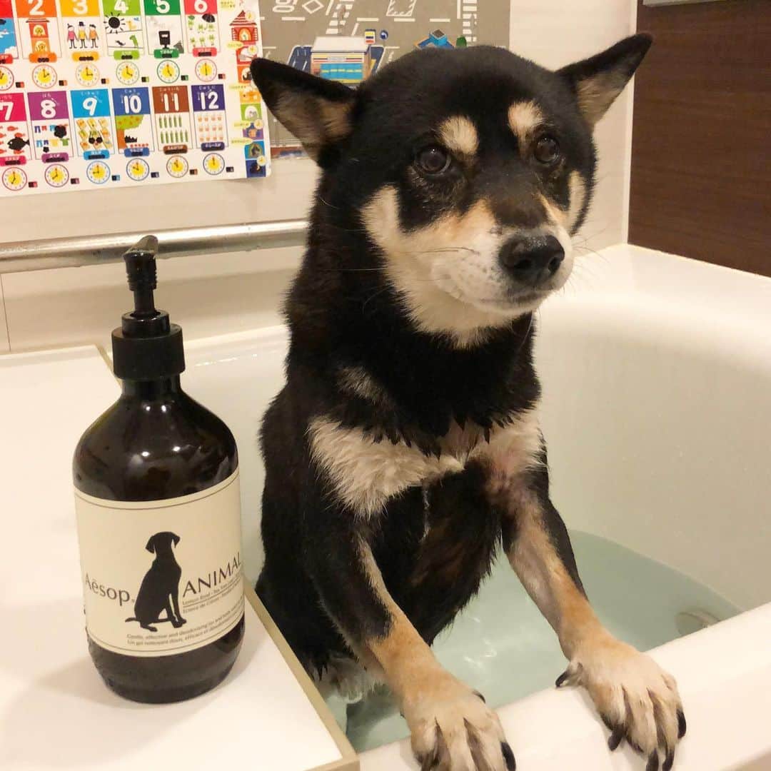 vo_coのインスタグラム：「🐕🚿 風呂場の大掃除の前に、こたつさん2020年最後のシャンポー それなりの量の換毛と汚れを流れ落とし、新年を迎える準備を整えました！ ここ数日で洗われるわんこたち多いんだろうな…😂 みんな頑張れ👍🏻 ＊ #シャンポーこた  #ミスティーこた  #shibastagram #instashiba #shiba #shibainu #黒柴 #柴犬」
