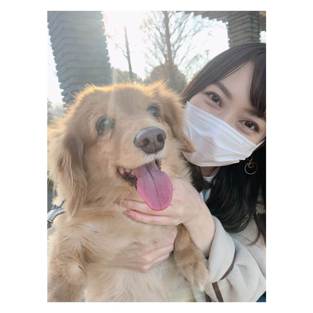 大久保涼香さんのインスタグラム写真 - (大久保涼香Instagram)「ひさしぶりに会えた🐕﻿ ﻿ ちょっと太ったかしら!?笑﻿ 顔は小さいから体の大きさが目立つのよね。﻿ ﻿ それもまたたまらなく可愛い*ˊᵕˋ*﻿ ﻿ *********************﻿ #癒し #犬好き #マアム #たまらない #マアム #コーギーとダックスのミックス #あぁ可愛い  #dogstagram #dog #corgistagram #dachstagram #corgianddachshund #petstagram #japan」12月28日 18時33分 - sayaka_okubo