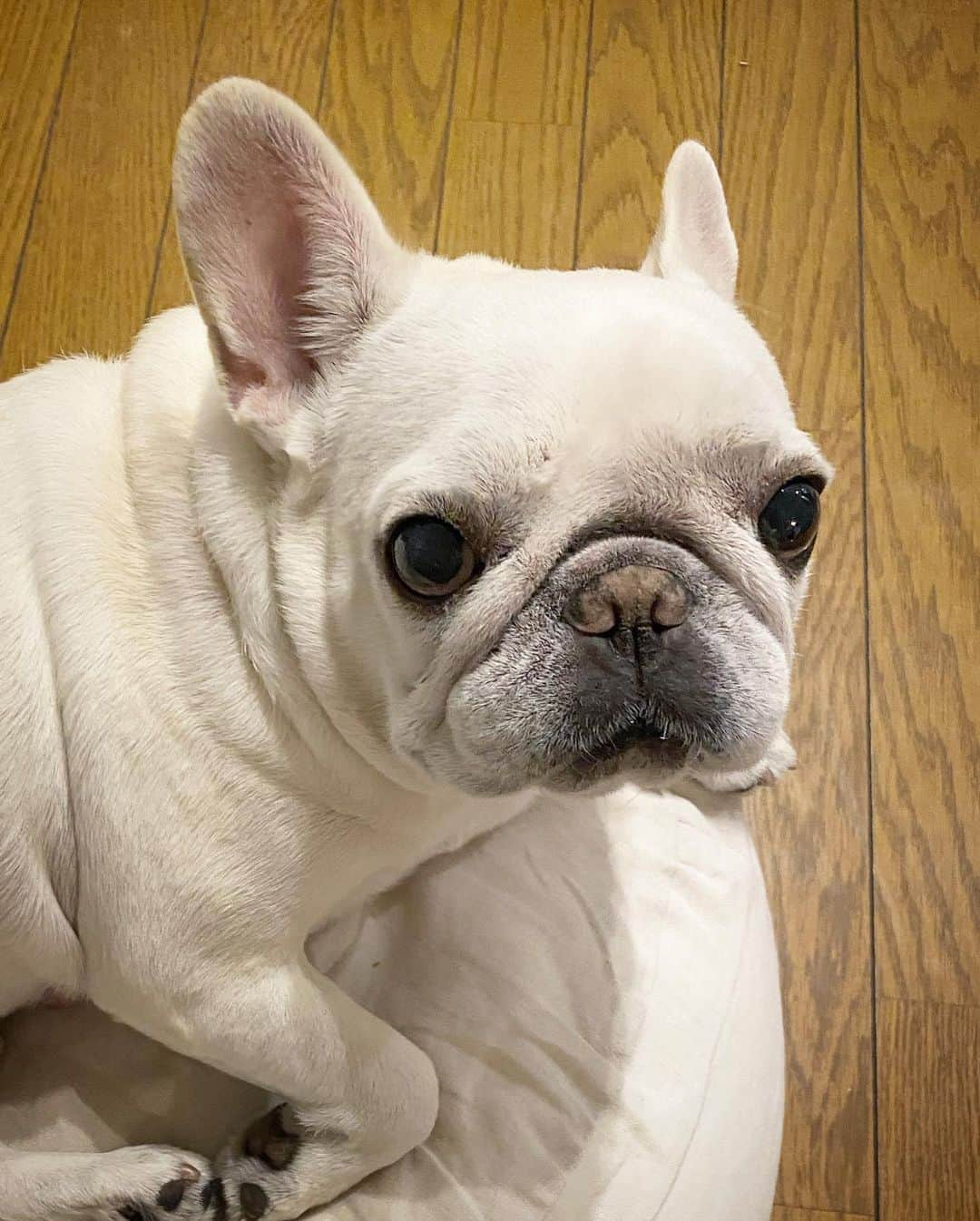 Ham-chanさんのインスタグラム写真 - (Ham-chanInstagram)「#frenchbulldog #frenchie #hamham #hamchan #フレンチブルドッグ #フレブル #ポールハーデン #paulharnden paulharnden #はむちゃん #はむはむ  今年もあとわずか。😊🐶」12月28日 18時33分 - hide_ham_tank