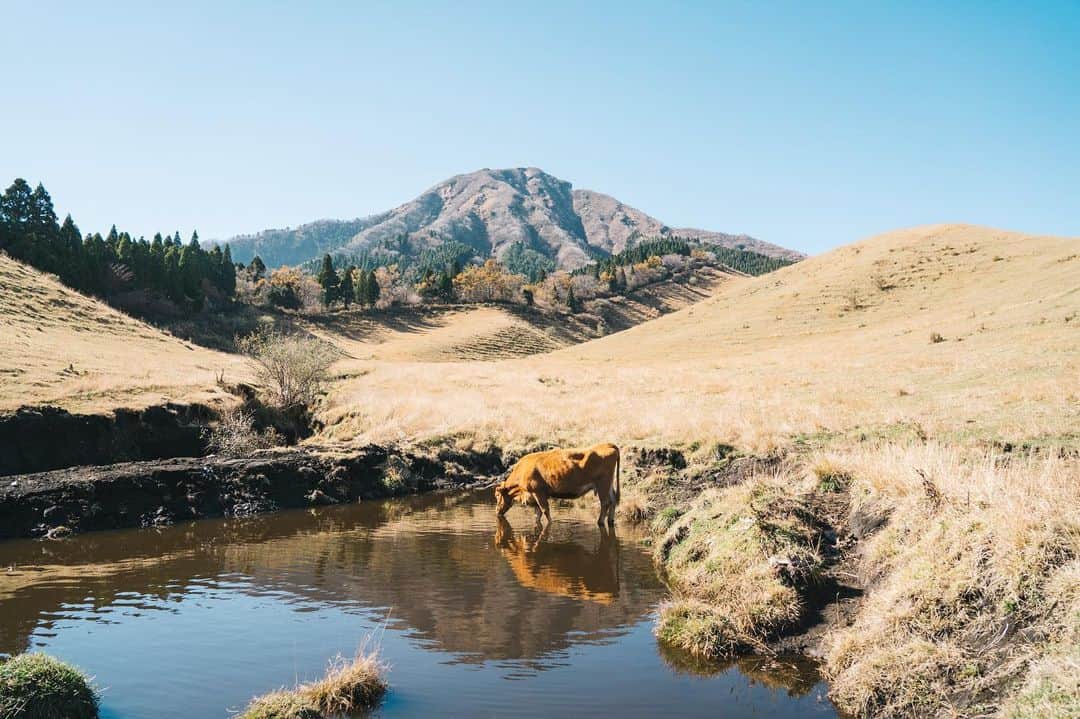 GENTAのインスタグラム：「秋色のオアシス 根子岳の美しさと麓の牧野の営み。牛がどの場所で水を飲んでも対応できるズームレンズの利便性とハイレベルな写りの共存。  Taken with #α7c with FE 24-105mm F4 G OSS  SONY α Universe のスペシャルコンテンツ NEW generation で僕の撮り下ろし作品が公開されました。 僕のプロフィールにあるストーリーズハイライトのリンク（もっと見る）からご覧いただけます。見てね😋  提供：ソニーマーケティング株式会社  #SEL24105G #newgeneration #sony #alpha #sonyalpha #alphauniverse #ソニー #フルサイズミラーレス #撮影 #camera #landscape #naturephotography」