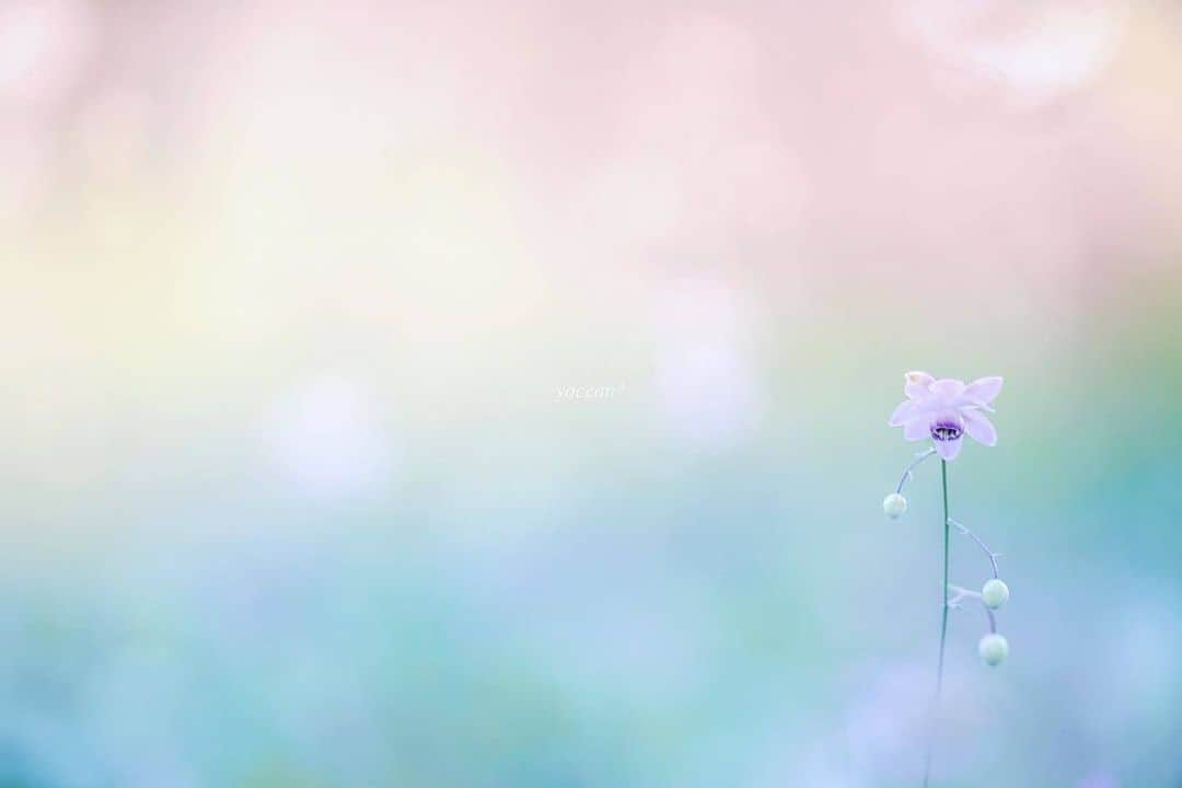 花の写真館のインスタグラム：「Photo by @yoceantoi.⠀ https://instagram.com/yoceantoi/⠀ .⠀ Original Post[投稿いただいたURL]⠀ https://www.instagram.com/p/CDGbDuHpoa6/⠀ .⠀ 本アカウントは、 #私の花の写真 をつけてInstagramに投稿された皆さまの花の写真や、「花の写真館」Facebookページで投稿された花の写真を紹介します。⠀ 「花の写真館」Facebookページは、「 @floral.photograph 」のプロフィールにあるURLからご覧ください。⠀ .⠀ ※各自、政府、自治体など公的機関の指示に従った行動をお願いします。⠀⠀ 東京カメラ部および分室では、写真を「見る楽しみ」を提供することを通して、微力ながら皆様にわずかな時間でも癒しをお届けしたいと思っております。⠀ ※本アカウントは東京カメラ部がFacebook、Instagramのサービスを利用して運営しているもので、Facebook社・Instagramとは一切関係ありません。⠀ .⠀ #花の写真館 #floralphotograph #floralphoto #flower #flowers⠀ Follow: @floral.photograph」