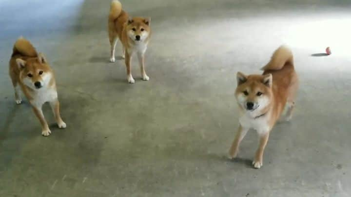 柴犬たま Shibainu Tamaのインスタグラム