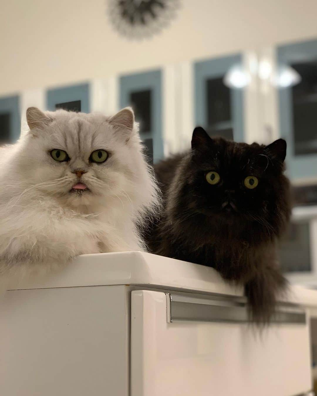 12 Chinchilla Persianのインスタグラム：「Partners in crime 🙄😆 - James and Blackie ❤️   #cat #catstagram #weeklyfluff #instacat #catsofworld #cats_of_instagram #persiancat #blackcat #silvershadedpersians」