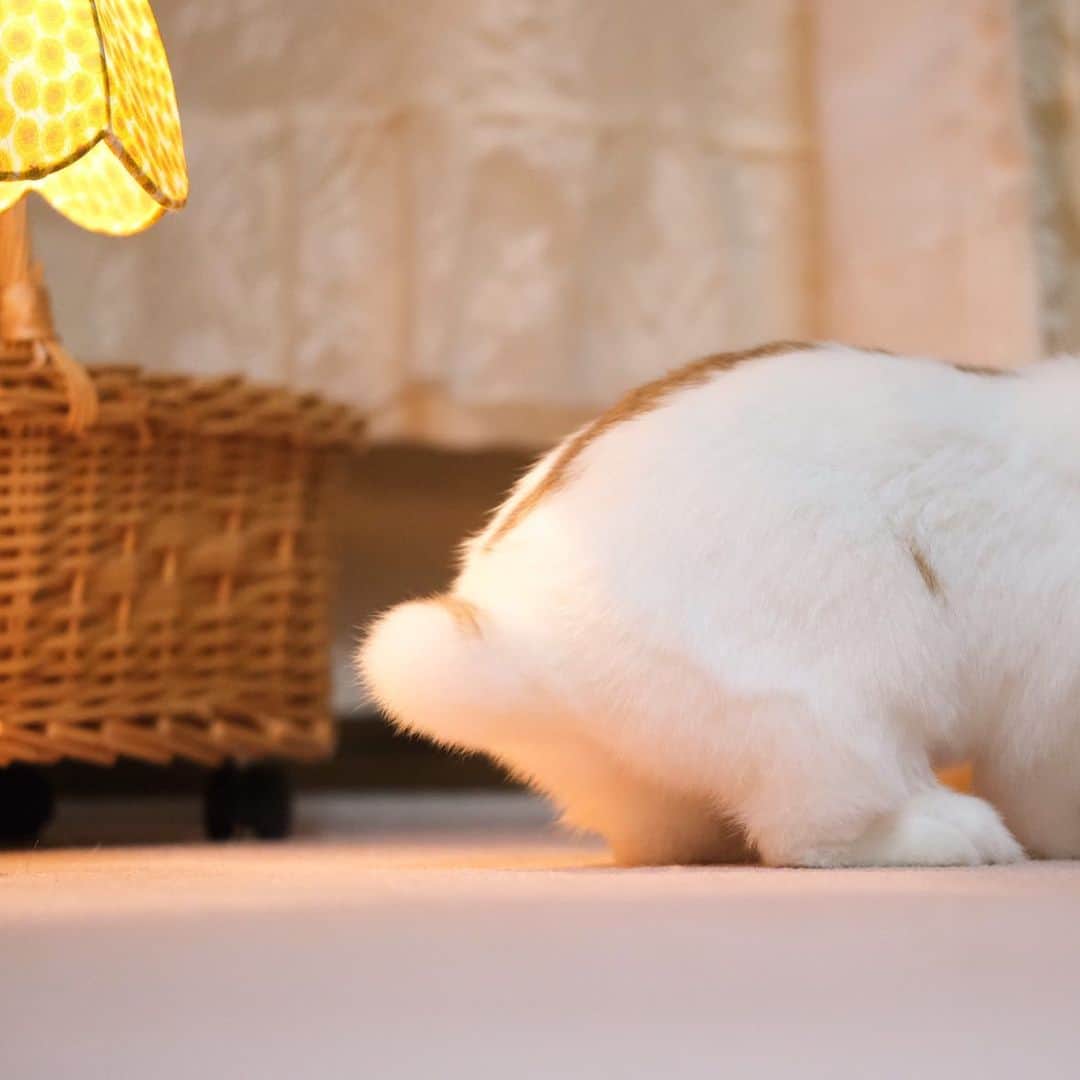 usagraphのインスタグラム：「年末にスポットライトを浴びた『おちりっぽ』 ＊ ＊ ＊ #うさぎ　#rabbit #bunny #ふわもこ部  #WeeklyFluff #igersjp  #tokyocameraclub #東京カメラ部  #神戸カメラ部  #bunnystagram  #うさぎ部 #ホーランドロップ #hollandlop  #ファインダー越しの私の世界 #art_of_japan #myfujilove  #今日もx日和」
