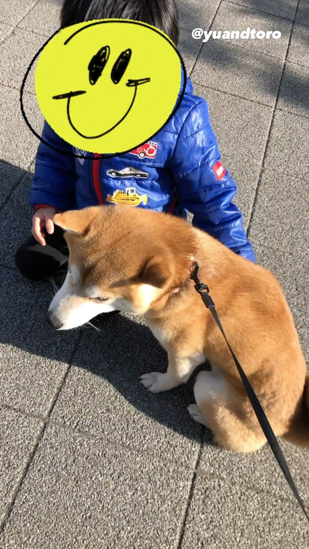 ゆうとろ（柴犬ゆうと猫のとろ）のインスタグラム