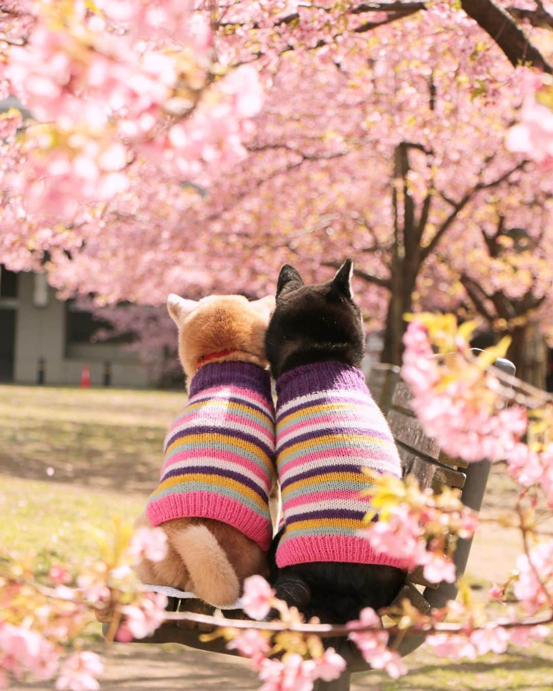 柴犬 けんしろう ゆりあのインスタグラム：「🐶🌸🐶  2020年も残すところ僅か。  今年撮ったこのphoto🌸 別カットを投稿して お蔵入りになっていたので ひろってきてみました☺️  寒い日が続くので見てくださるみなさんが ちょっとでもぽかぽかになりますように❤️ . . 年内最後のお休みは けんちゃんの鍼灸治療🌿と お世話係のインフルエンザ予防注射で終了💉 大晦日まで仕事がんばって 元旦はけんゆりとひたすらごろごろするぞー♨️ けんちゃん、体重減少が続いていましたが、 今回は7.6kg→7.8kg。 寝てもさめても食べさせることに必死なお世話係は この200g増加が本当にうれしい。 このまま正月太りめざそうね(笑) . . Location:Chiba(2020年2月撮影)」
