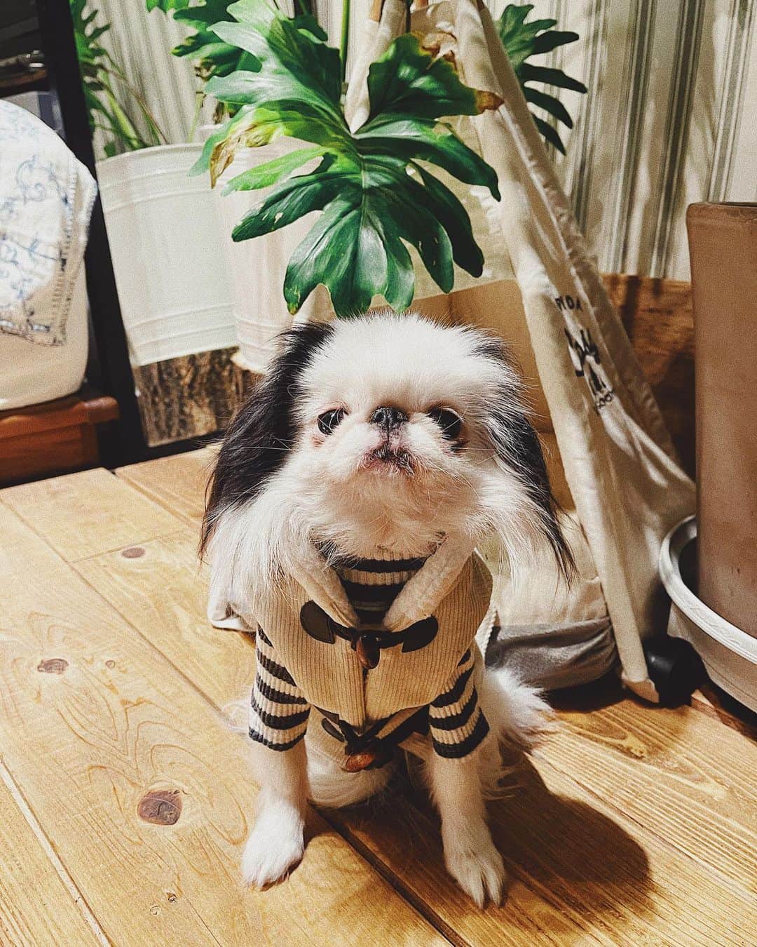 juntowaのインスタグラム：「@moncheri.dog さんのお洋服が届きましたー！今回も可愛くて写真を撮る手が止まりません🤦‍♀️#コーデュロイ#ボアベスト」