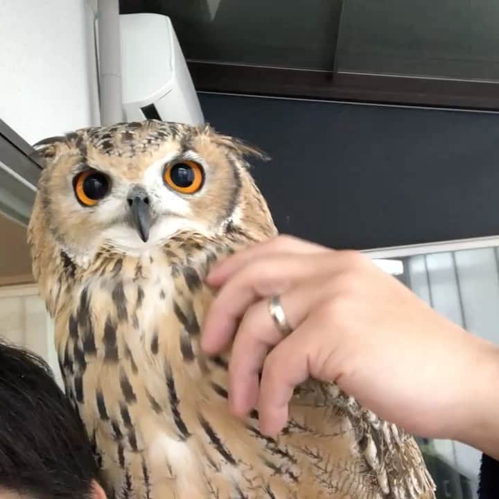 GEN3 Owlのインスタグラム：「来年も、再来年もずっとこうしてたいね。  I want to be with you next year and next year.  #owl #owlgaru #フクロウ」
