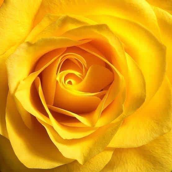 Claudia Leitteのインスタグラム：「Se a rosa mais bonita desabrochou no meio de uma floresta escura, qual o propósito dela, uma vez que não foi apreciada por ninguém, exposta num jardim ou para ser vendida num mercado de flores? Qual o propósito da rosa? A resposta, tão simples, é, também, profunda: “Para que Deus a contemple!” Escutei esta mensagem ontem à noite e não achei justo guardá-la apenas no meu coração. Ainda que sejamos muito populares, detenhamos muito conhecimento e sabedoria, empreendamos  esforços e talentos para conquistarmos coisas e pessoas, se não tivermos o prazer e a honra de reconhecermos nosso valor a partir do Nosso Criador, então, jamais encontraremos sentido em viver. Observados por Ele, que sejamos-Lhe a razão de Seu sorriso!」