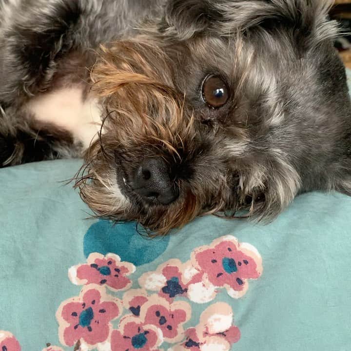 レスリー・フェラのインスタグラム：「On this gray, drizzly day I bring you Jedi Mochel. You’re welcome. . . . #dogisgodspelledbackwards #dog  #dogsofinstagram #dogantics #doglovers #doglife #dogsofig #jedimindtricks #jedimaster #jedi」