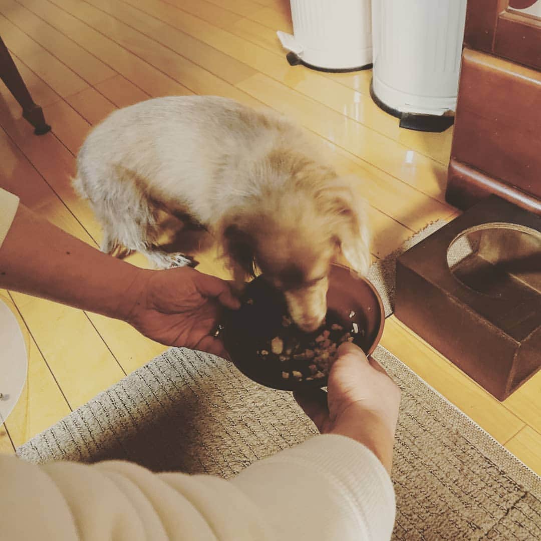 くるみんさんのインスタグラム写真 - (くるみんInstagram)「* 抜歯手術は無事に終わって、帰って来ました。 予定どおり、今回は1本だけで済みました。 なんと、夜ご飯食べた😆  #ミニチュアダックスフンド #ミニチュアダックスフント #ミニチュアダックス #イザベラタン #イザベラ #ダックスlove #ダックス多頭飼い #ダックスフント #ダックス部 #ダックス大好き #ダックスフンド #ダックス #いぬばか部 #いぬすたぐらむ #短足部 #抜歯手術 #抜歯 #口鼻瘻管 #dachshundgram #dachshund #dogstagram #instagramdog #instadachs #instadog #inustagram #kyounodachs #todayswanko #7pets_1day #頑張った #だっくすふんど」12月29日 7時57分 - michirumugiazu