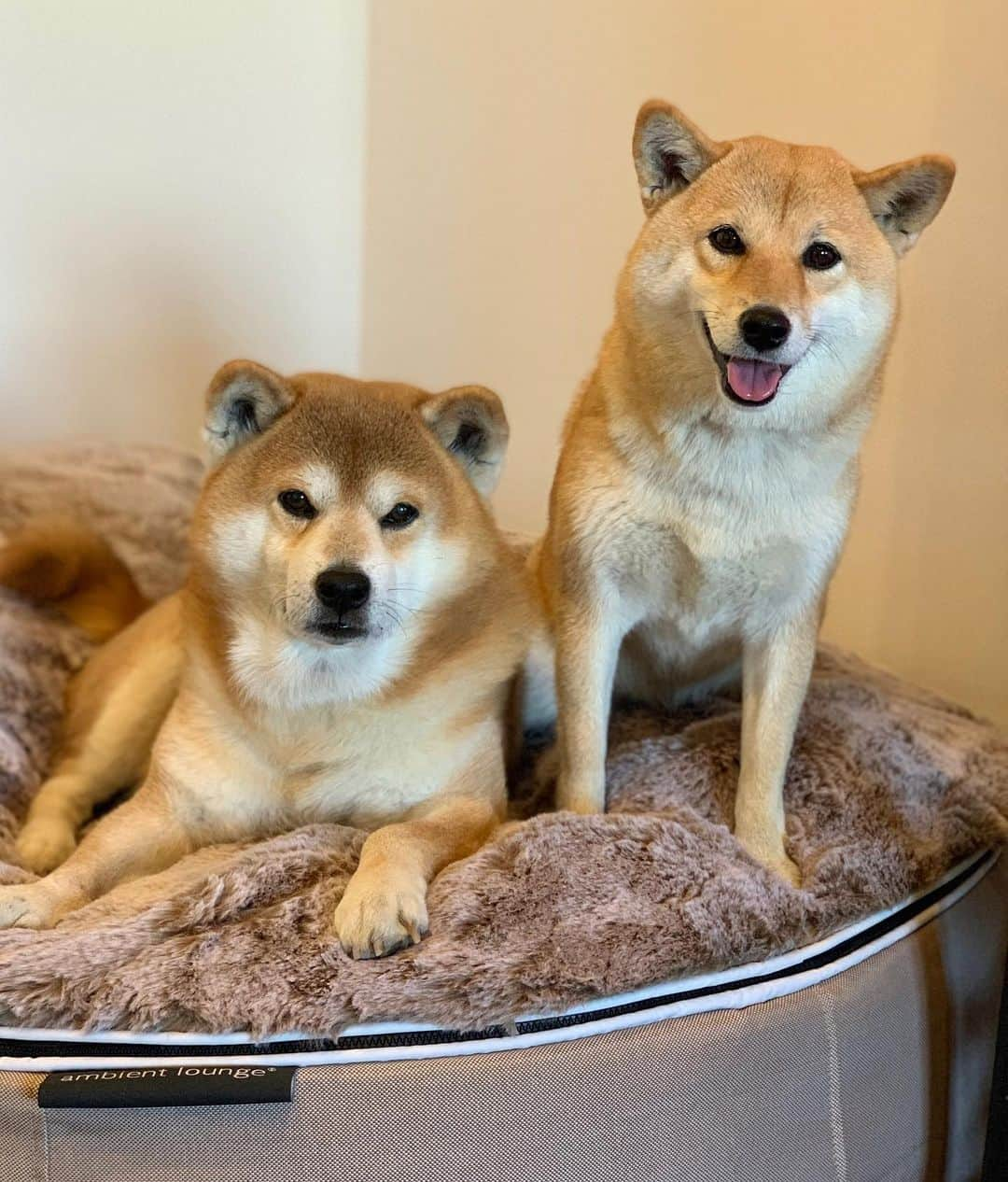 shibainu berryのインスタグラム