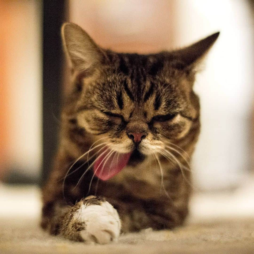 Lil BUBさんのインスタグラム写真 - (Lil BUBInstagram)「Classic Monday BUB. #lilbub #bubforever #bestjobbub」12月29日 7時08分 - iamlilbub