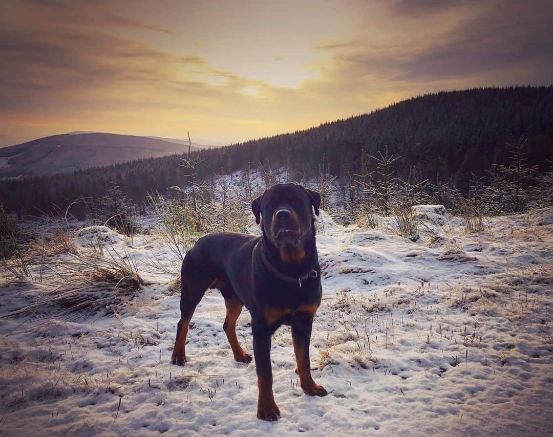 エイリー・チャイルドのインスタグラム：「Clyde enjoying this mornings walk in the snow 🥰」