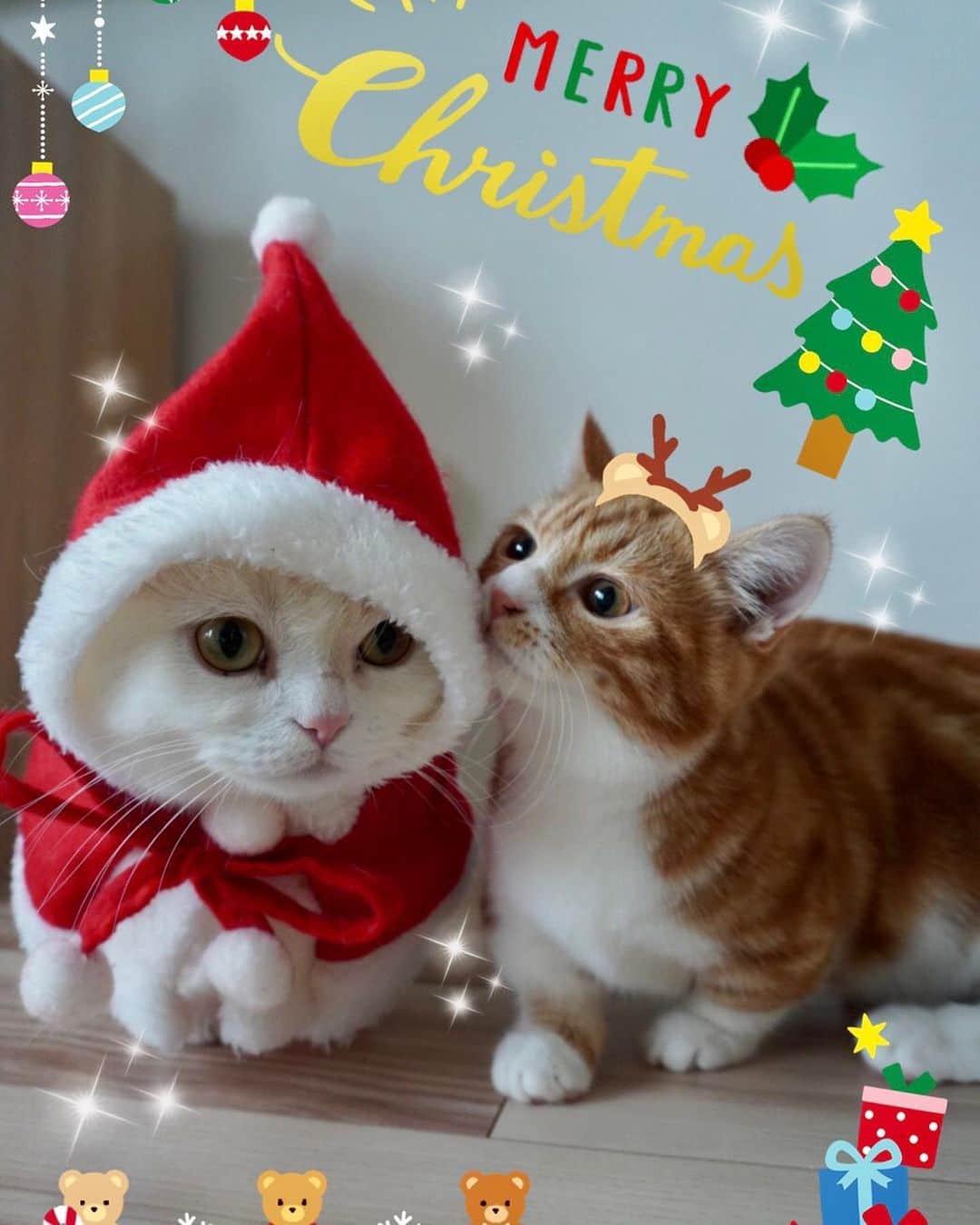 まんちの樹（マンチカンブリーダー）さんのインスタグラム写真 - (まんちの樹（マンチカンブリーダー）Instagram)「メリークリスマスNo.🎄15🎅🎄。兄弟編。 嫁婿に行った子達から 幸せなクリスマスおすそ分けをもらいました🎁。  1枚目→ ココベビー：きなこお兄ちゃん＆キンカンベビー：ずんだ君。 2枚目→スイカベビー：めいお姉ちゃん＆クリリンベビー：りん君。 3枚目→ココベビー：アトムお兄ちゃん＆メロンベビー：メロンちゃん。 4枚目→アンズベビー：テトお兄ちゃん＆ココベビー：シエル君。 5枚目→さくらベビー：ユノお兄ちゃん＆メロンベビー：ララちゃん。 6枚目→チェリーベビー：ルナお姉ちゃん＆カリンベビー：紫苑ちゃん。 7枚目→みかんベビー：天お姉ちゃん＆ナッツベビー：おた君。  #マンチカン#munchkin#スコティッシュフォールド#アメリカンショートヘア#ミヌエット #猫#ねこ#ネコ#neko#cat#ねこ部#猫部 #子猫#にゃんすたぐらむ#ねこすたグラム#猫好き#猫のいる暮らし#ねこのきもち#まんちの樹#まんちの樹出身#猫ブリーダー#マンチカンブリーダー#兄弟 #catstagram#instacat#catstagram#catlover#cutecat」12月28日 23時23分 - machiyominoura