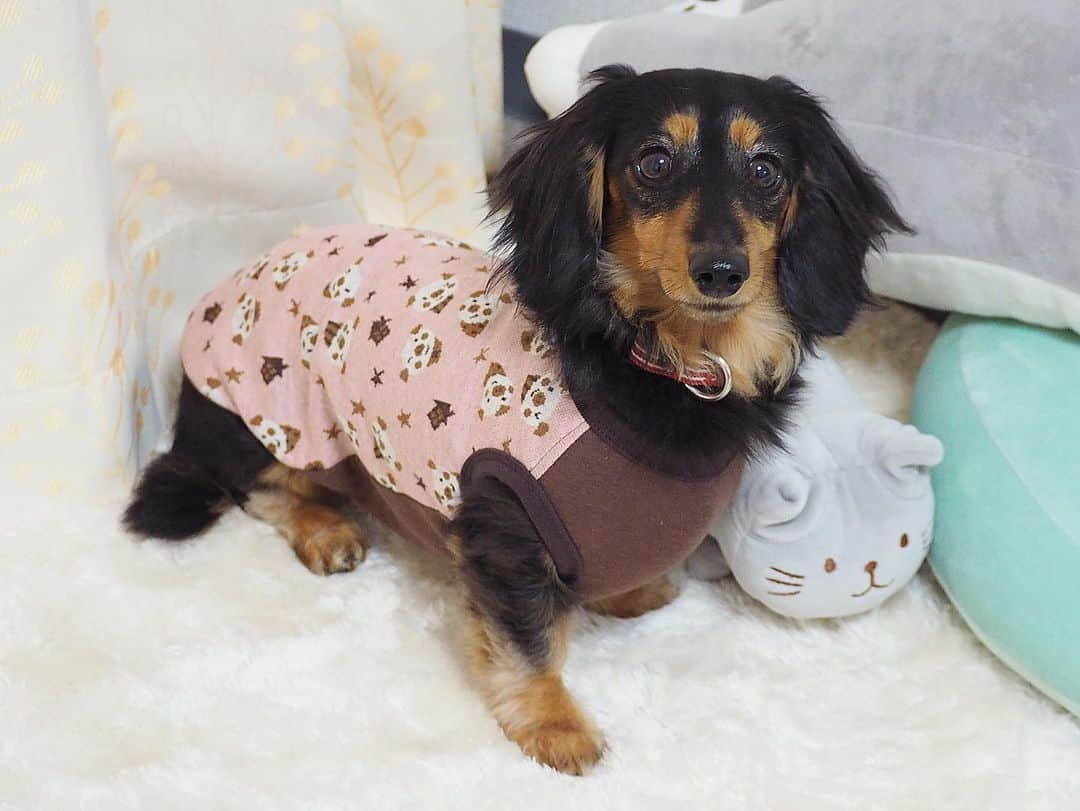 Sora Momoさんのインスタグラム写真 - (Sora MomoInstagram)「可愛いお洋服届きました🐶🐾🐶 ☺︎ いつも可愛いお洋服を作って下さる @handmadesyushu さんありがとうございます❤️ ☺︎ 元々は服嫌いで家ではずっと裸族だったそらももですが 今年の冬から寝る時にお洋服を着せるようにしたらお腹を壊さなくなりました😊 ☺︎ クレアリママさんの作って下さるお洋服は、着心地がよくて機能的なので、そらももも嫌がらずに着るようになりました ☺︎ パジャマ着てると子供みたいで可愛いんですよね😆💕 今日は早速ブタさんのお洋服着て寝た2人です もちろん暖かくなったらお散歩にも着て行く予定です😉 ☺︎ #新しいお洋服#可愛いくて機能的#女の子用は#お腹まで隠れる丈#寒くても#お腹壊さない#綿素材で着心地よさそう#恒例のお洋服チェック#早速着て寝た#可愛いお洋服ありがとう#handmadesyushu  #ダックス#ミニチュアダックス #dachshund #miniaturedachshund」12月28日 23時29分 - teratera_sorapu_