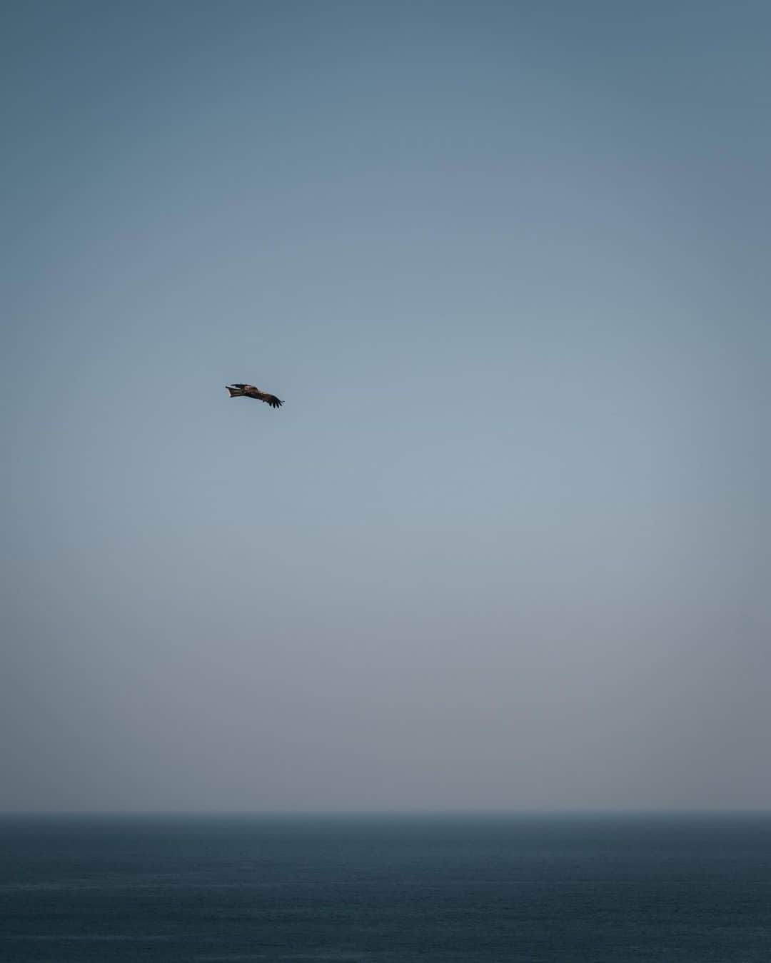 のインスタグラム：「A bird is flying above the sea. . 海の上をフワーっと優雅に飛んでいました🦅 . . . #visitjapanjp #tokyocameraclub #sorakataphoto #retrip_nippon #art_of_japan_ #daily_photo_jpn #wu_japan #japan_daytime_view #rakutentravel #jalan_travel #lovers_nippon #bestjapanpics  #whim_life #special_spot_ #loves_united_japan #japan_art_photography #Nipponpic #lovers_amazing_group #japantravelphoto #otonatabi_japan #total_nature_japan #photo_travelers #bird #sky #sea #広がり同盟  #東京カメラ部 #鳥 #トビ」