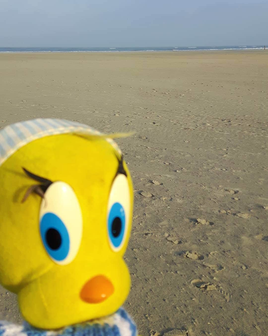 Little Yellow Birdさんのインスタグラム写真 - (Little Yellow BirdInstagram)「Walking off all the Christmas treats, snacks and dinners... #littleyellowbird #tweety #tweetykweelapis #adventures #yellow #bird #monday #thismondaydoesntsucksobad #beach #strand #holiday #vakantie #walking #outdoors #december #coldweather #winter #walkingitoff #stuffedanimalsofinstagram #plushiesofinstagram」12月28日 23時35分 - tweetykweelapis