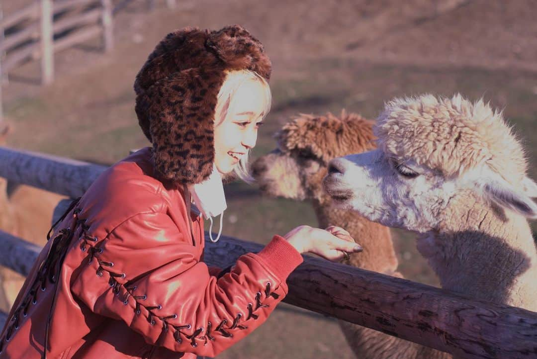 フジエリサコのインスタグラム：「アルパカにツバを吐かれる3秒前🦙🦙 と、ツアーで出会った美しい生き物たち。🐄🐂🐑🦙 #一眼レフ初心者 というタグつければヘタクソでも許してもらえるのか？」