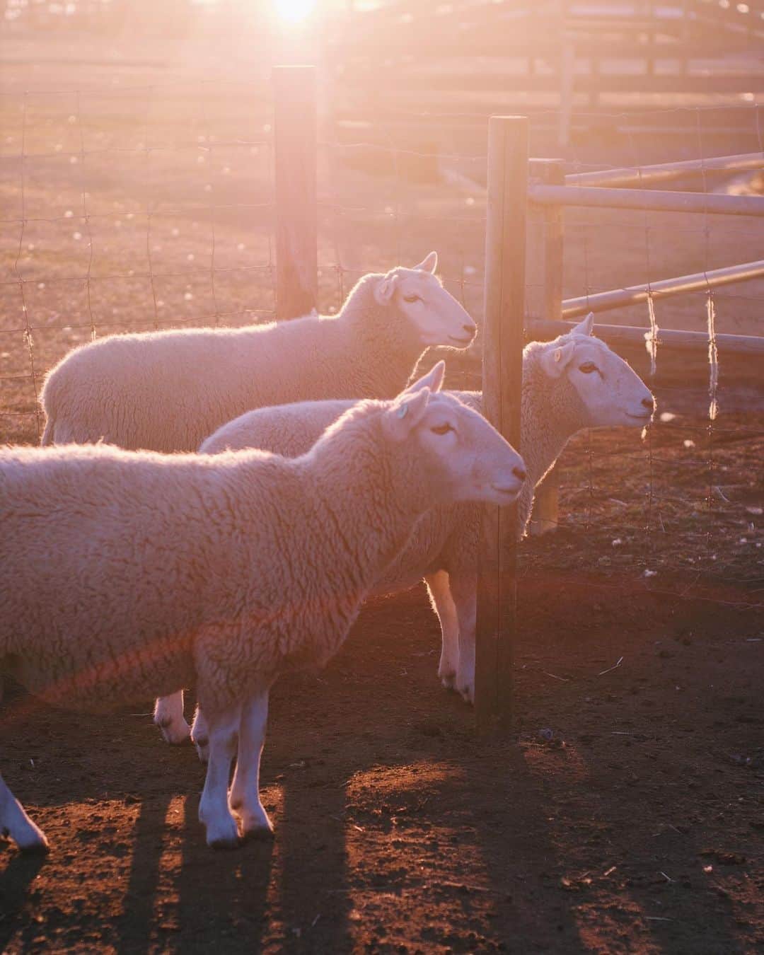 フジエリサコのインスタグラム：「🐑🐑🐑🌅 マザー牧場、初めて行ったんだけどマジ最高だった！澄んだ空気が気持ちよくて、フィジカルにもメンタルにもとても良い気がする。 お目当てのチャイは100枚くらい写真撮りました📸🦙🦙🦙🦙🦙🦙🦙🦙おしりもかわいい。 ショーもがんばってて愛おしさ凄かった🤍🦙」