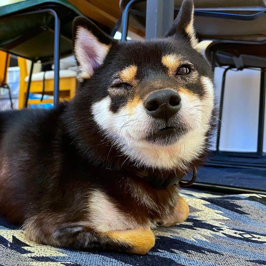 まめ丸のインスタグラム：「* * 香箱座りでウインク🐶💓 おやすみなさーい⭐️ * #ゆかだんぼ 🐘でぬくぬく #パパベッドまではこんでね * #柴犬#豆柴#柴#黒柴#犬#しばいぬ#shiba#shibainu#shibastagram#shibadog#puppy#instadog#dogstagram#dog#instashiba#blackshiba#petstagram#pet#cutepetclub#강아지#멍스타그램#boopthesnoot#doglover#ilovemydog#weeklyfluff」