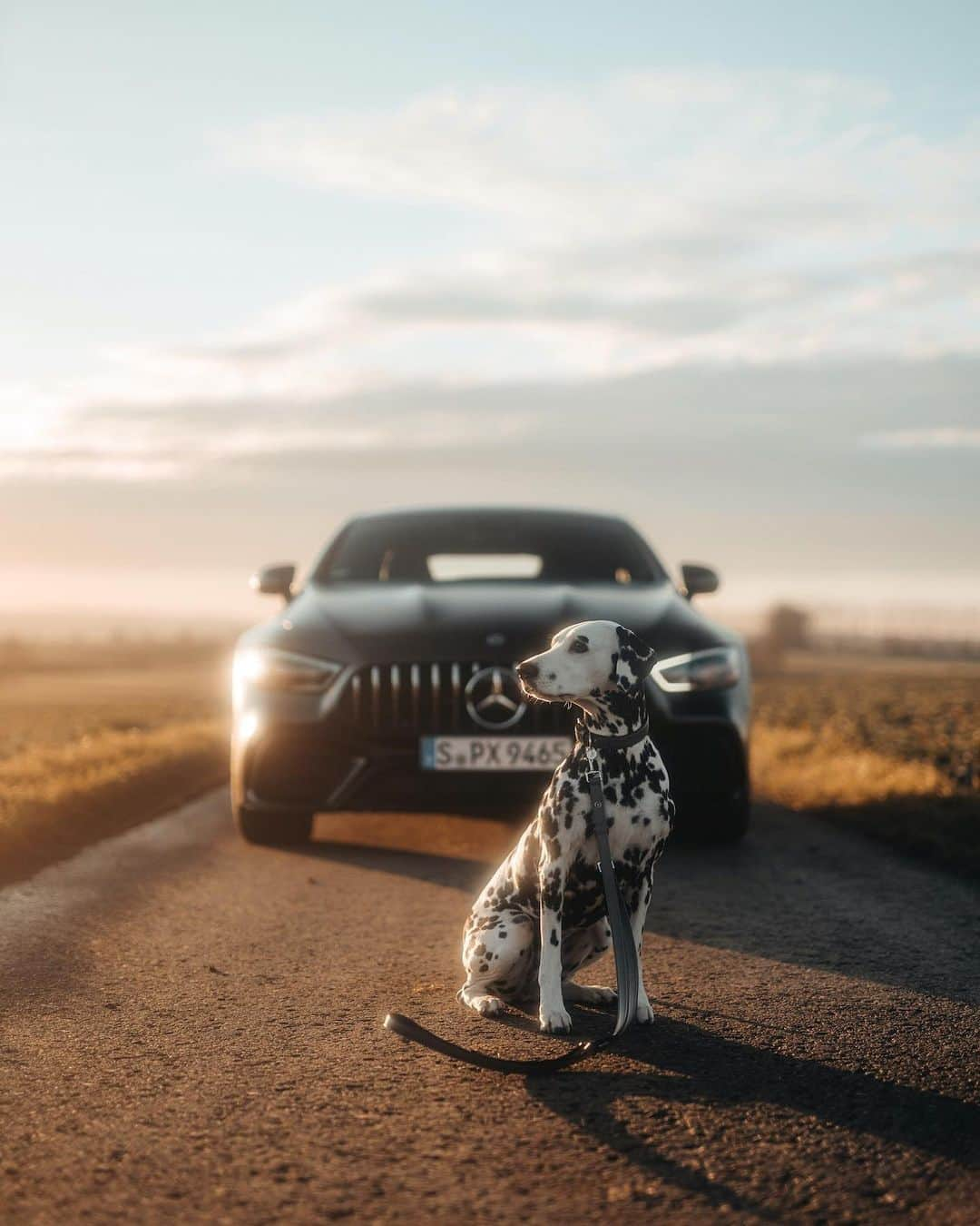 メルセデス・ベンツさんのインスタグラム写真 - (メルセデス・ベンツInstagram)「Now your dog can benefit from the safety and comfort of a Mercedes-Benz too! Have your dog safely on a lead with the collar made for Mercedes-Benz by MiaCara®. The lead and the collar are made of high-quality material with a chic design. Tap on the shopping tags to get the items! 🐶  #MercedesBenz #MB #thebestornothing #shopping」12月29日 0時19分 - mercedesbenz